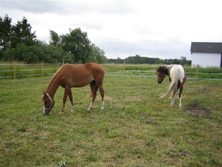 Anden særlig race Malou (min fars )  solgt billede 4