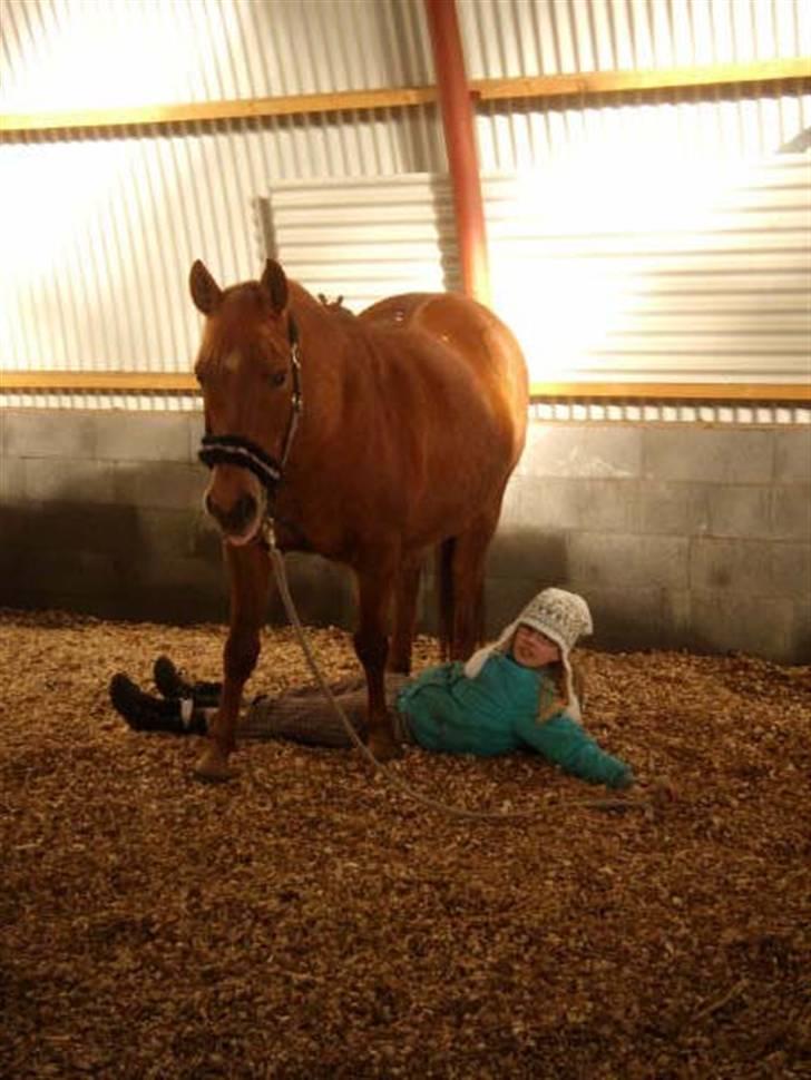 Anden særlig race Lucas<33 (gammel passer) billede 16