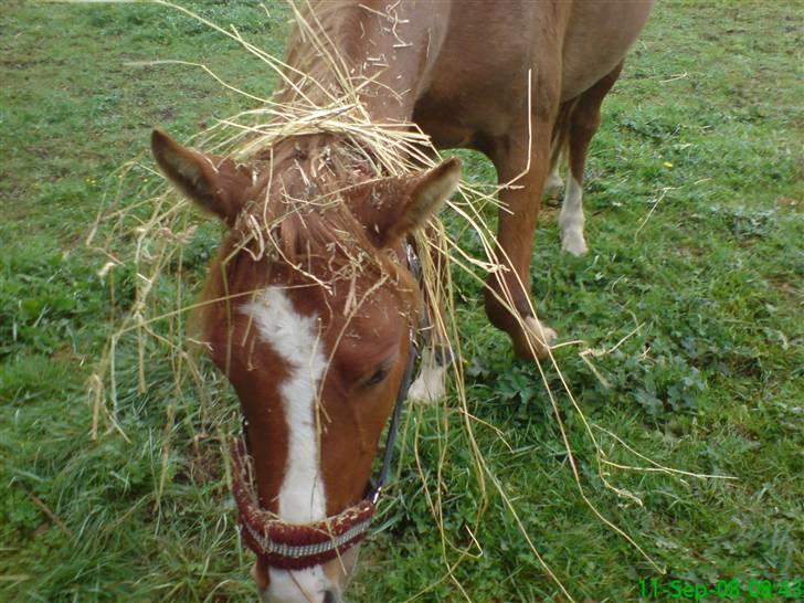Anden særlig race Malou (min fars )  solgt billede 5