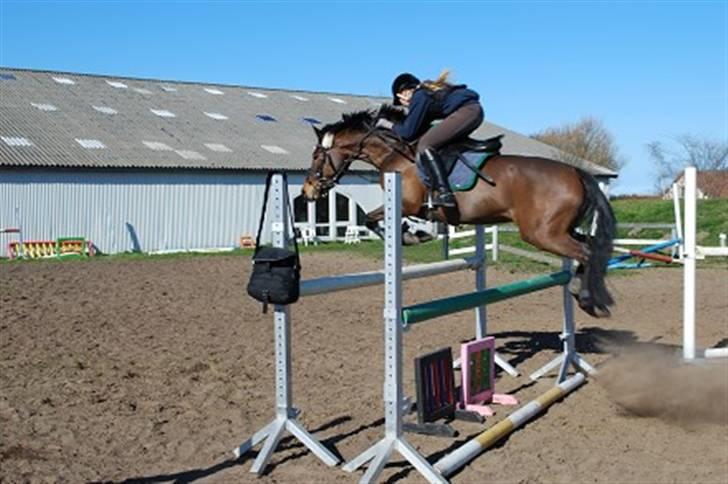 New Forest Lady billede 1