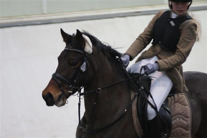 New Forest Lady - la i aalborg d. 22/2-09 Fotograf: mb-foto billede 4