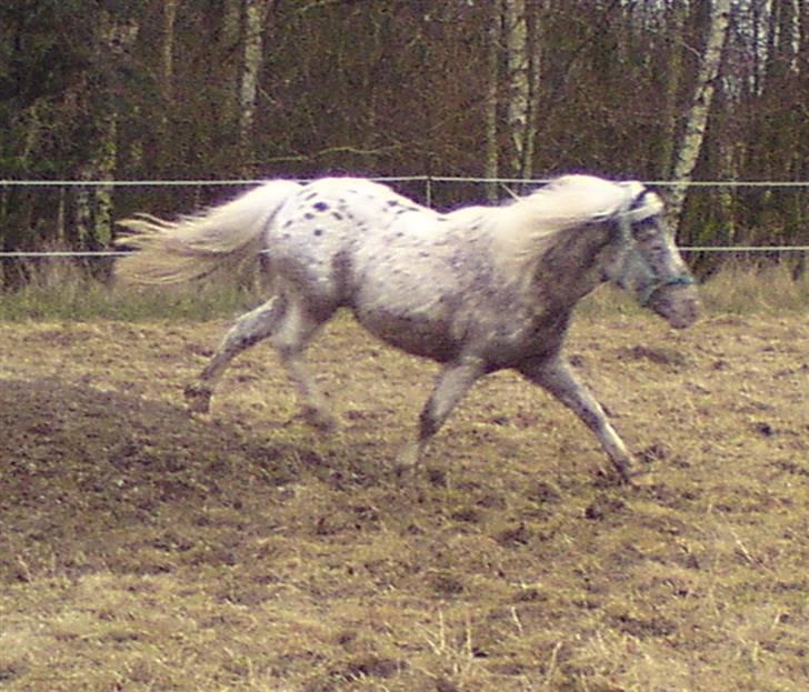 Shetlænder Tarpans Slut (R.I.P) billede 11
