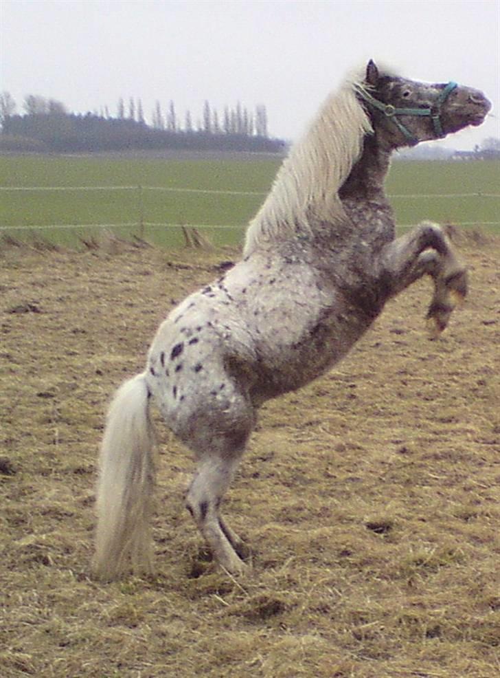 Shetlænder Tarpans Slut (R.I.P) billede 12