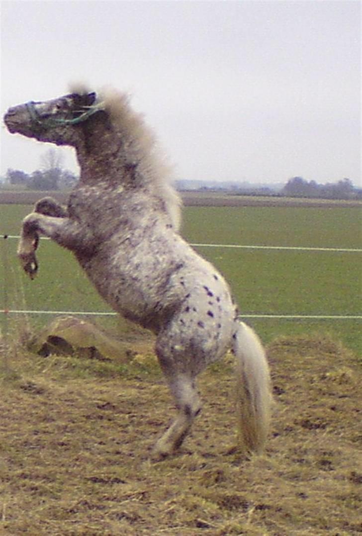 Shetlænder Tarpans Slut (R.I.P) billede 13