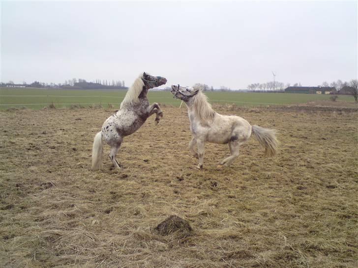 Shetlænder Tarpans Slut (R.I.P) billede 15