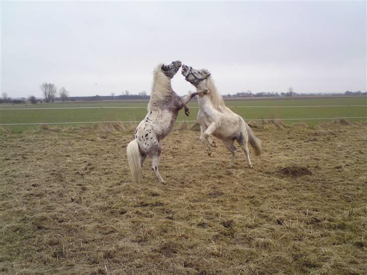 Shetlænder Tarpans Slut (R.I.P) billede 16