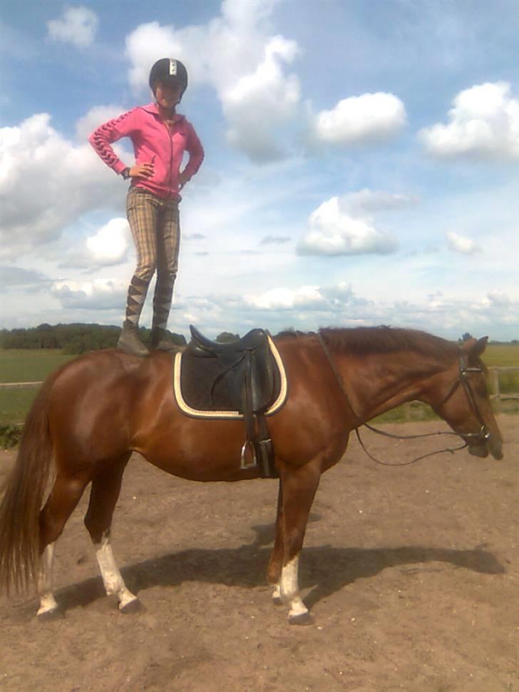 Dansk Varmblod Egely's Lucky Lady - Tillid billede 20