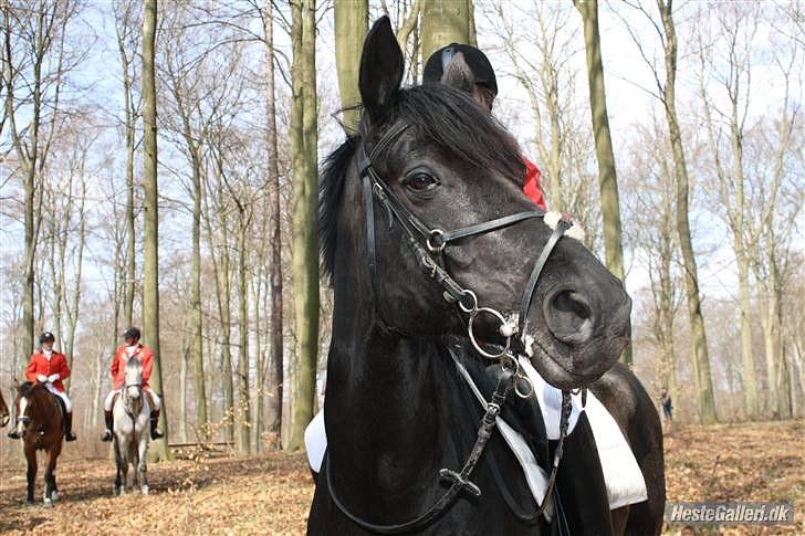 Dansk Varmblod Ascot (Aflivet) RIP - Efter vi fuldførte til jagten :) billede 17