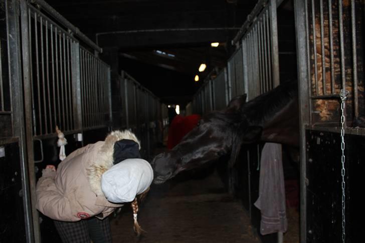 Dansk Varmblod Ascot (Aflivet) RIP - Han kysser på komando :) Jeg elsker den hest  billede 18