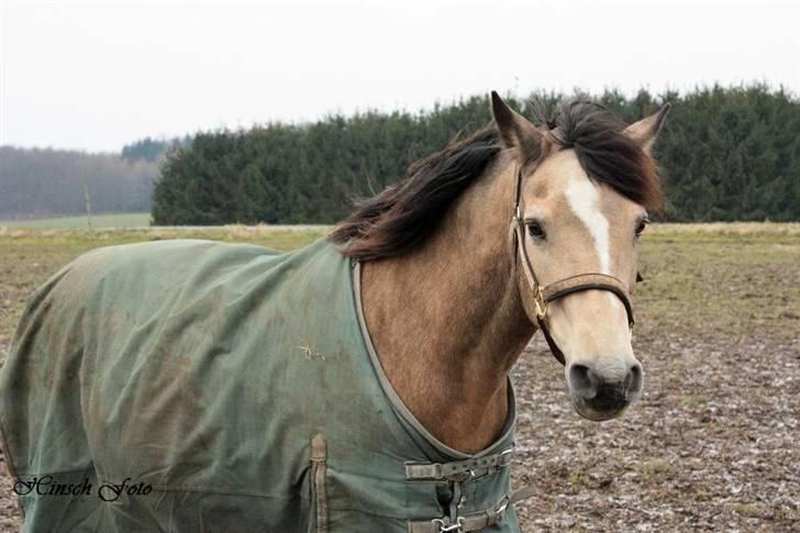 Connemara Mosens Rose Maree billede 20