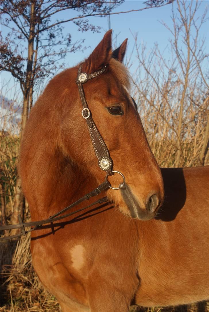 Traver Aka Lendalund billede 7