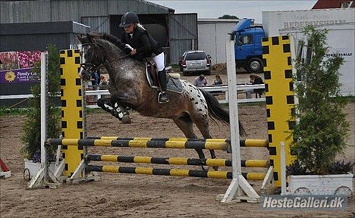 Anden særlig race Merlot Solgt+Savnet:'( - Jeg elsker dig Merlot!*; billede 1