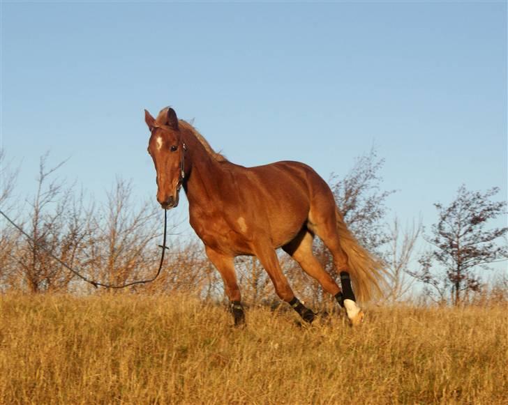 Traver Aka Lendalund billede 8