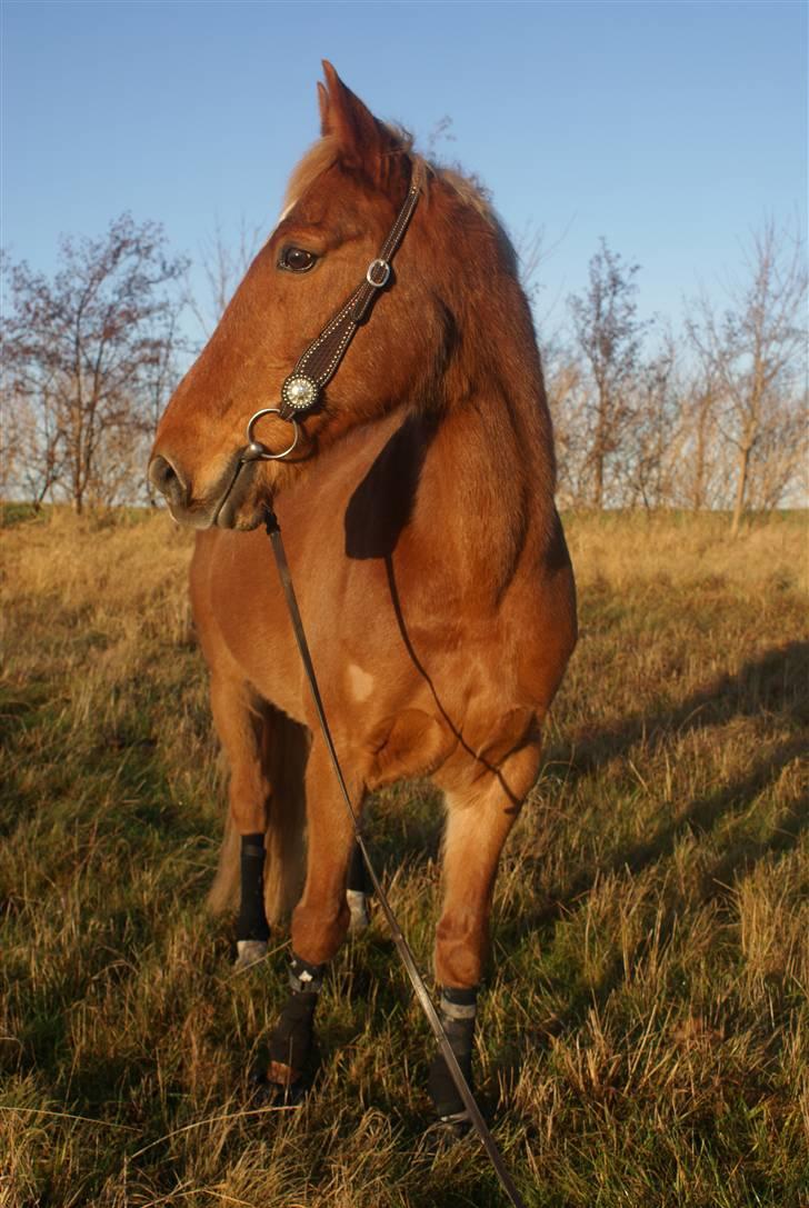 Traver Aka Lendalund billede 9