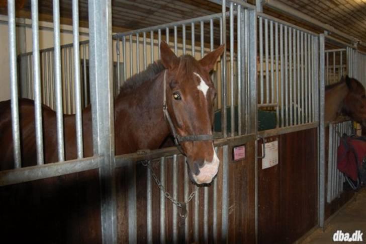 Anden særlig race Ronja ( R.I.P) billede 1