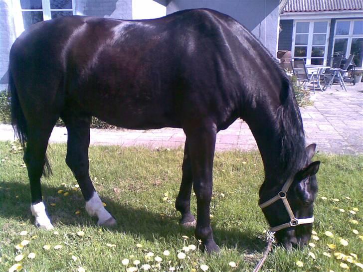 Oldenborg MAX  SOLGT - Velkommen hos Max billede 1