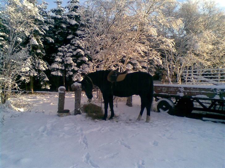 Oldenborg MAX  SOLGT - En dejlig morgentur i den nyfaldene sne billede 2