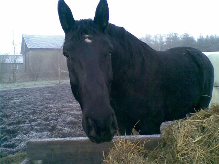 Oldenborg MAX  SOLGT - Max på folden hvor han nyder den dejlige vogn med hø billede 3