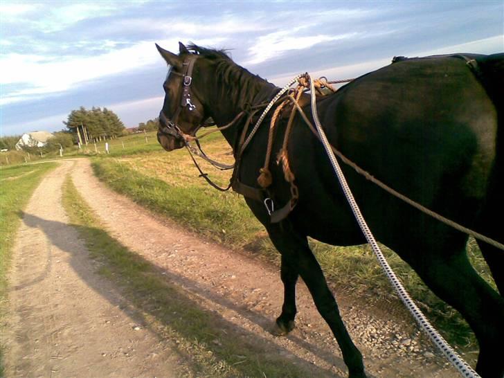 Oldenborg MAX  SOLGT - her er vi ved at køre MAX til, det syntes han er rigtig hyggeligt, at gå tur på den måde billede 4