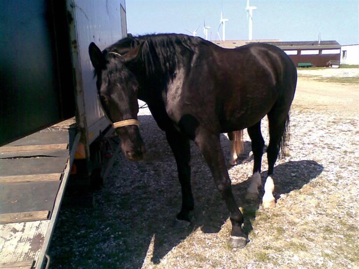 Oldenborg MAX  SOLGT - på tur til Bønnerup strand, det var en super tu, det kan anbefales billede 6
