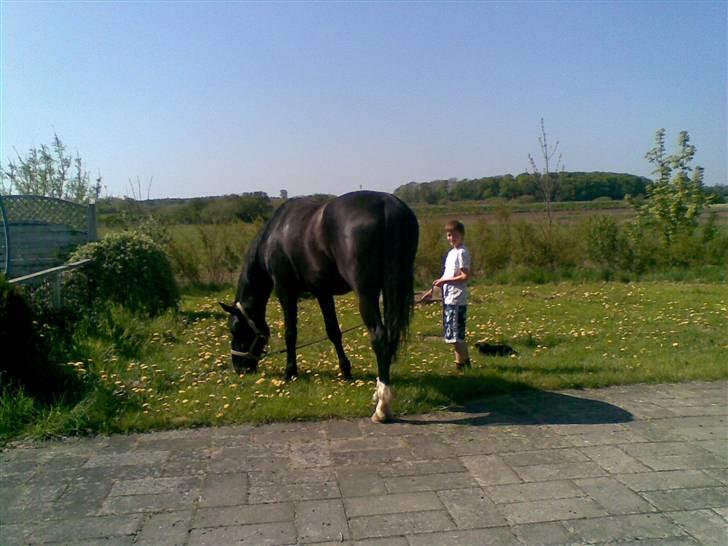 Oldenborg MAX  SOLGT - En lille mundfuld af grasplænen med Mads, efter en dejlig ridetur billede 7