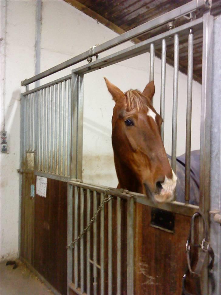 Anden særlig race Ronja ( R.I.P) billede 2