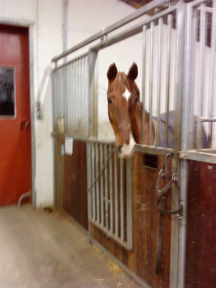 Anden særlig race Ronja ( R.I.P) billede 3