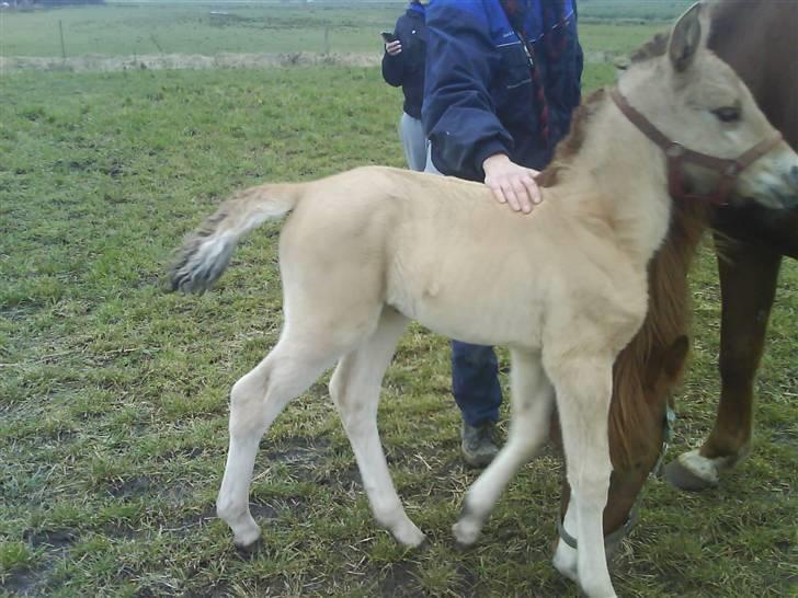 Anden særlig race Mon Chéri *bortgivet* - aflivet 21/5.2025 - spillopmager billede 10