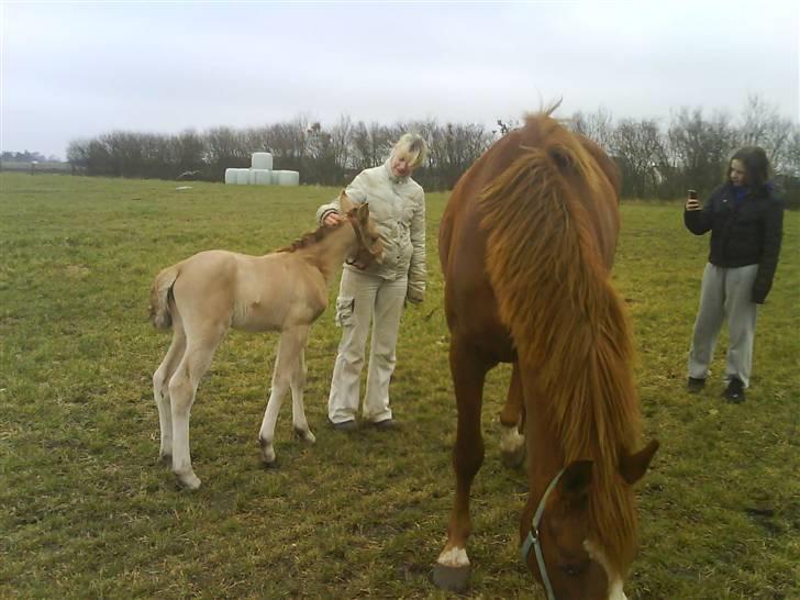 Anden særlig race Mon Chéri *bortgivet* - aflivet 21/5.2025 - ville gerne lii kløes i manen billede 11