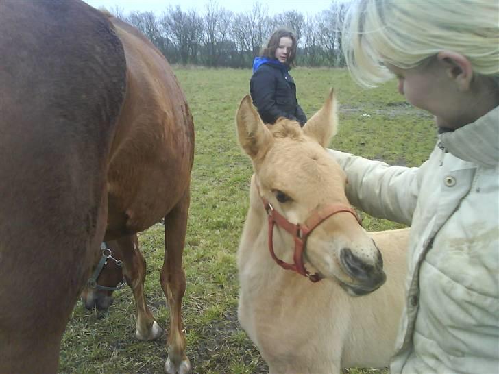 Anden særlig race Mon Chéri *bortgivet* - aflivet 21/5.2025 - hvor er din pels? billede 12