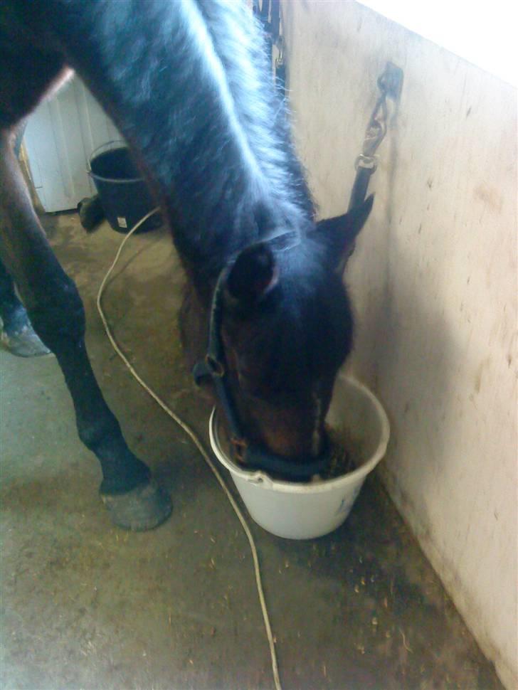 Hollandsk Varmblod PL Wilonka Z  Solgt - da jeg var ude at se hende  billede 2