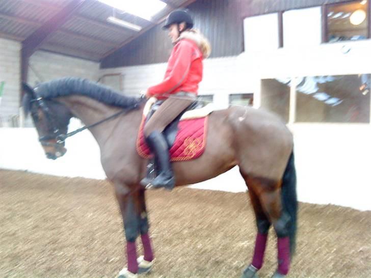 Hollandsk Varmblod PL Wilonka Z  Solgt billede 3