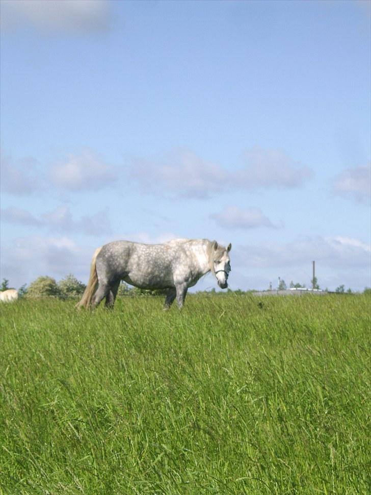 Anden særlig race Sussi billede 7