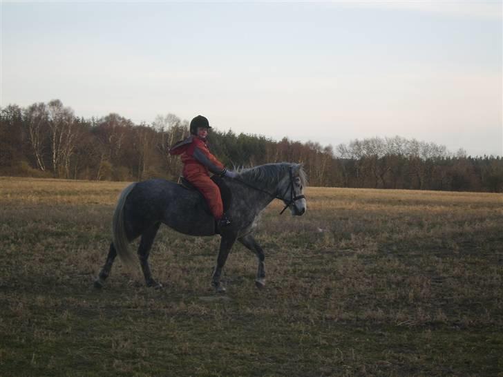 Anden særlig race Sussi billede 8