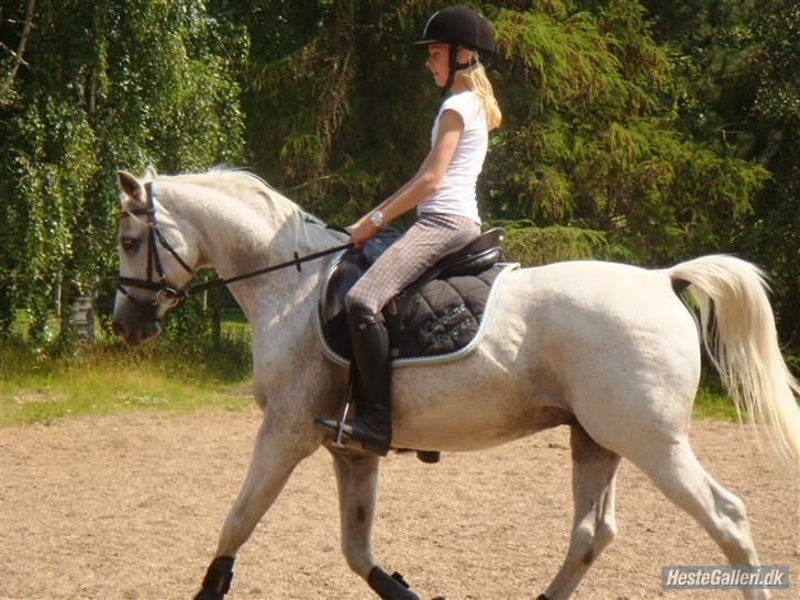 Arabisk fuldblod (OX) Progres  - Dressur træning på Gressi<3  billede 4