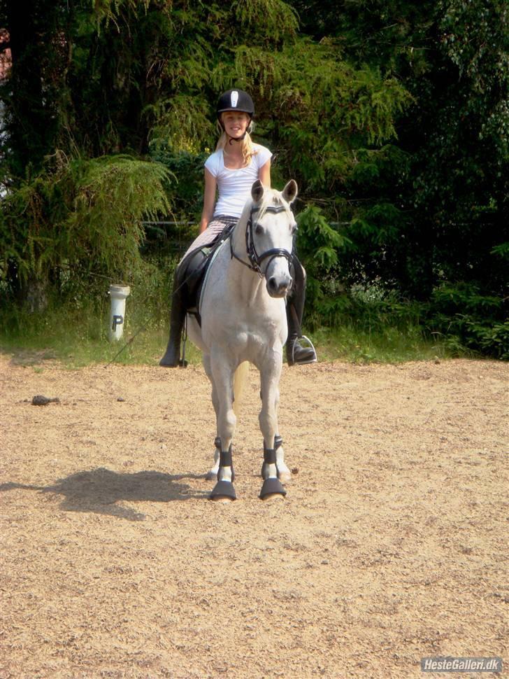 Arabisk fuldblod (OX) Progres  - Don't let your dreams be dreams, but let them come true  billede 5