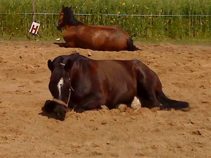 Anden særlig race joey *B-pony* - nårh.. hvor er min skat bare sød billede 3