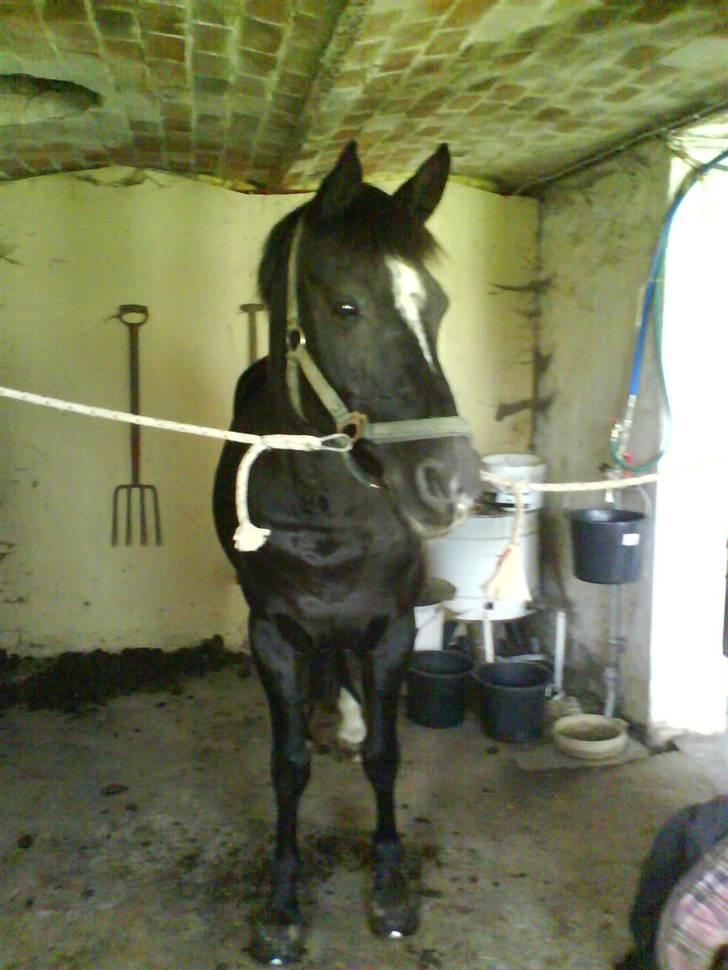 Anden særlig race joey *B-pony* - en varm sommerdag<3 billede 5