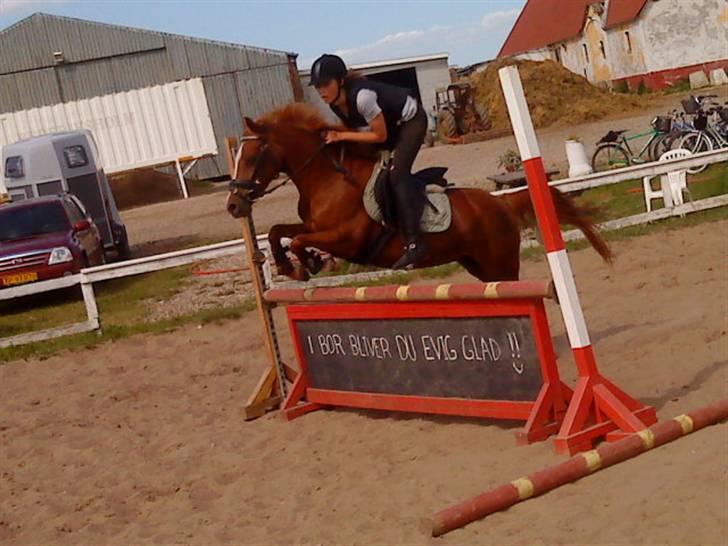 Welsh Pony af Cob-type (sec C) Jet  - træning over ´I bor blir du evig glad´ spring <3 hehe <3 billede 10