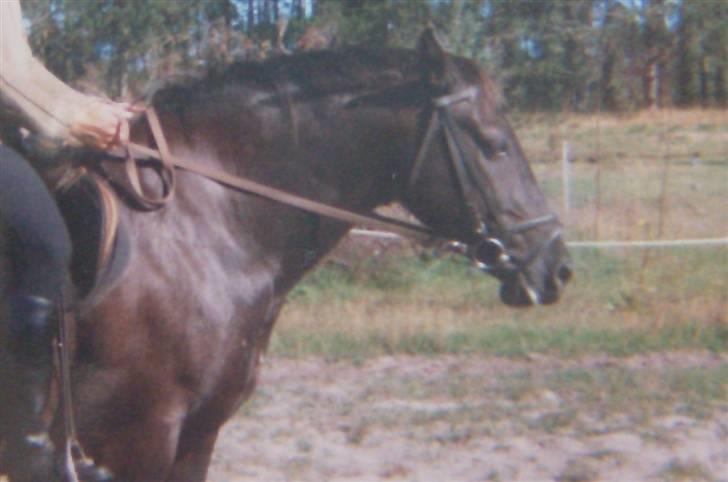 Oldenborg Lux  RIP - Lux  billede 4