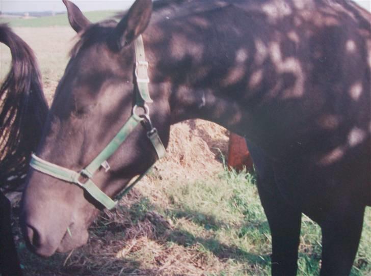 Oldenborg Lux  RIP - skygge for solen billede 11