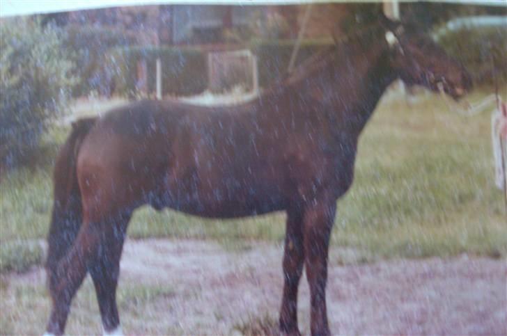 Oldenborg Lux  RIP billede 15