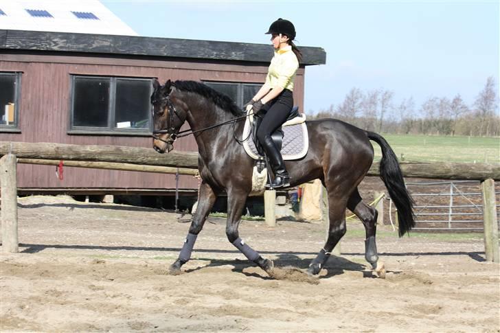 Dansk Varmblod Beyond Combination billede 4