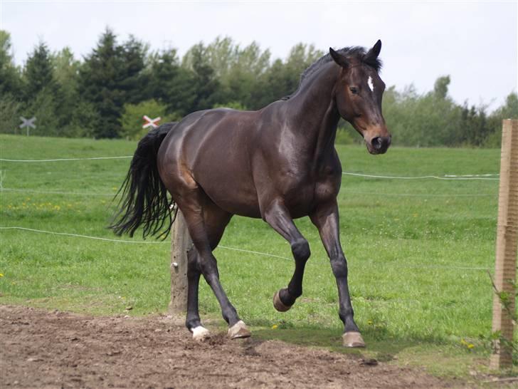 Dansk Varmblod Beyond Combination - BILLEDET ER TAGET AF MIE WINDING. WWWW.HORSEPICTURES.DK billede 9
