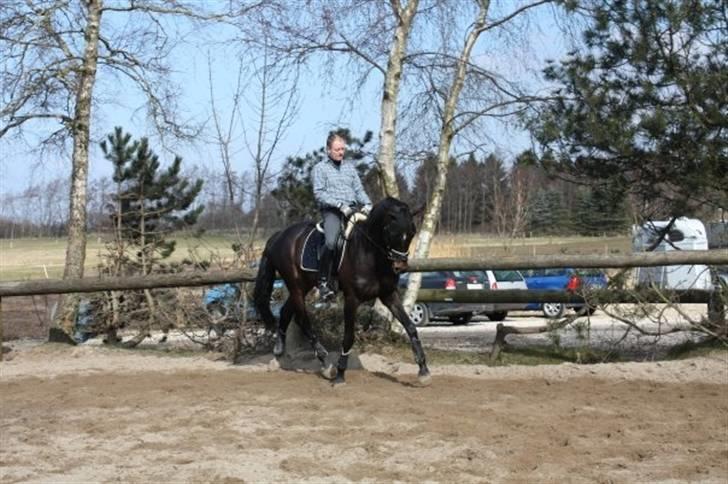 Dansk Varmblod Beyond Combination - Galning ved den gamle ejer :o) billede 10