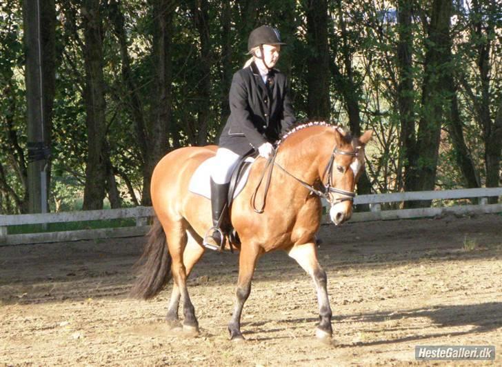 Anden særlig race Komet MIN FOR ALTID - Stævne<3 - Stubben billede 20