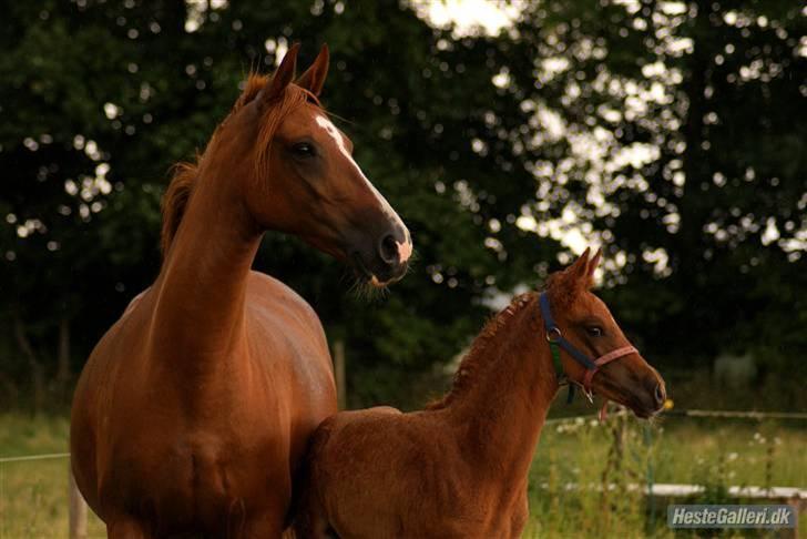 Anden særlig race Aarupgårdes Modena... - foto: Meldgaard billede 15