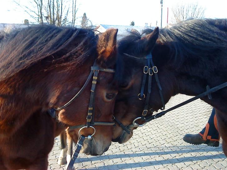 New Forest Starlight - <-- Starlight og Chili --> to smukke piger billede 17