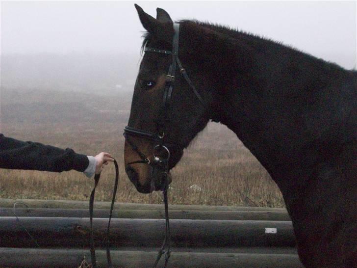 Hannoveraner Spencer R.I.P ): - Spencer drengen der var med til at lave film billede 4