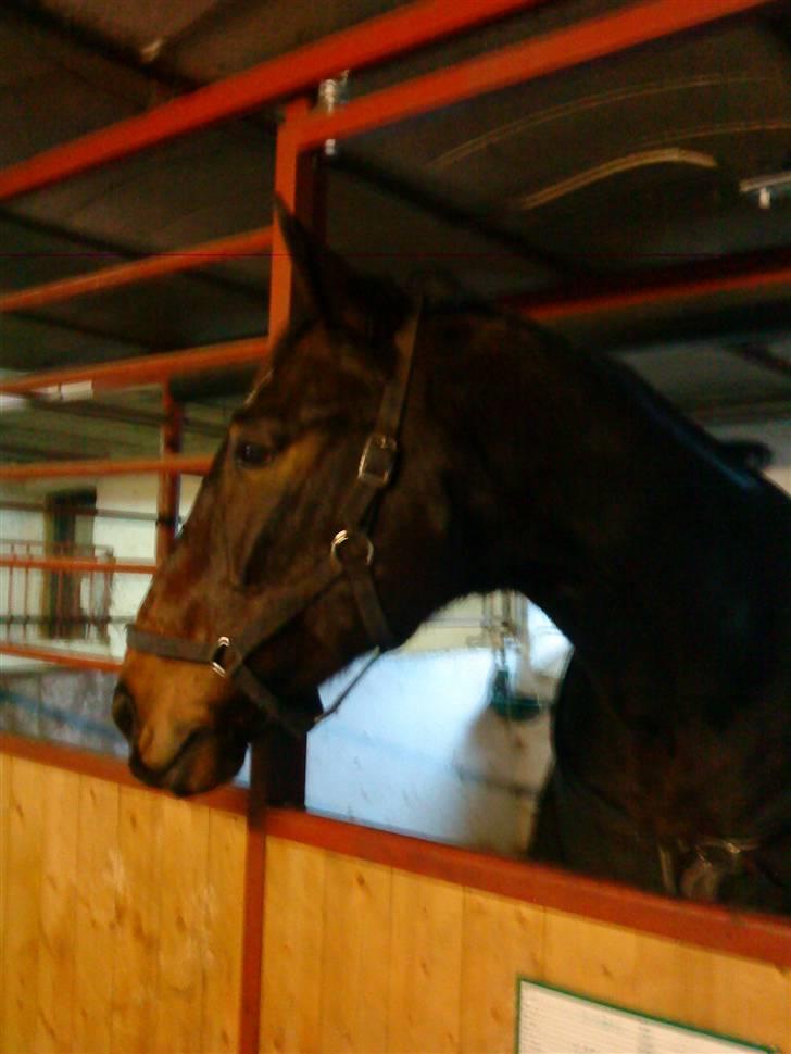 Hannoveraner Spencer R.I.P ): - i hans boks , da vi hentede ham :D billede 6